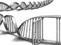 DNA Testing Regulations